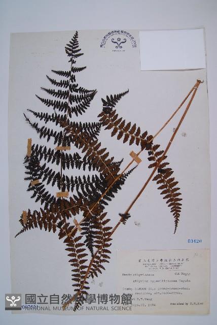 對生蹄蓋蕨藏品圖，第1張