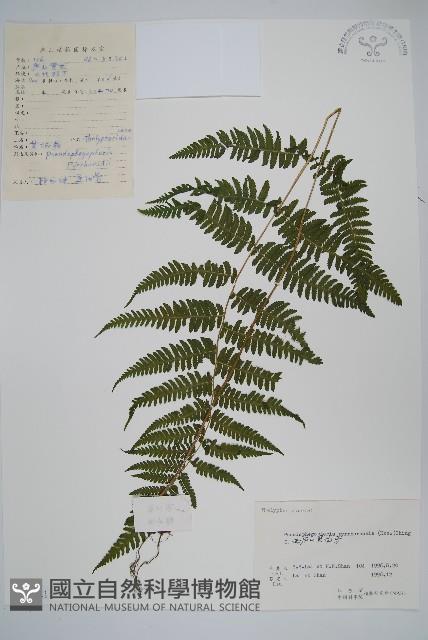 紫柄蕨藏品圖，第1張