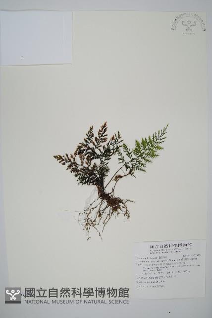 Accession Number:P010321 Collection Image, Figure 1, Total 2 Figures