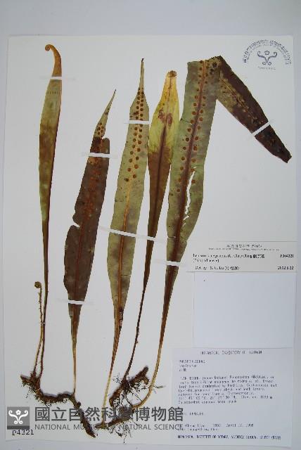 鱗瓦葦、長柄瓦葦藏品圖，第1張