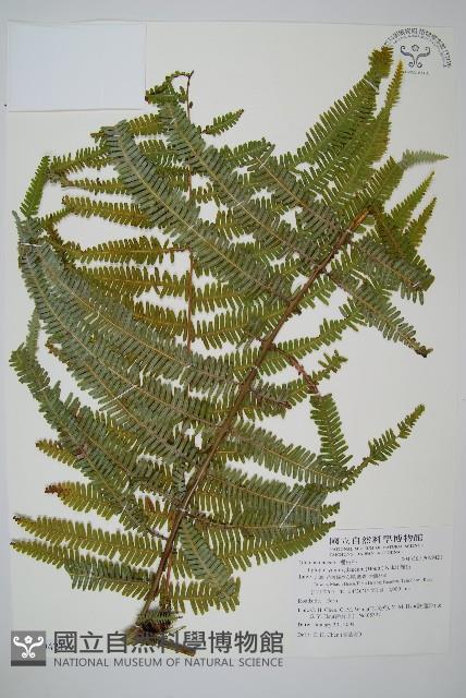 裡白藏品圖，第1張