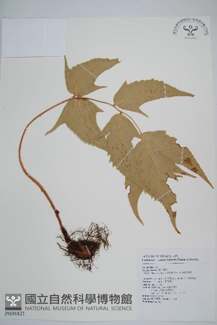 細齒貫眾蕨藏品圖，第1張