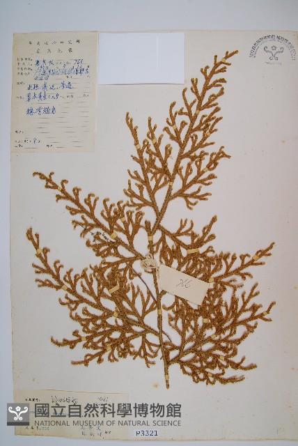 過山龍藏品圖，第1張