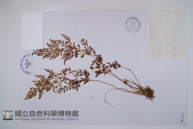 烏蕨藏品圖，第1張