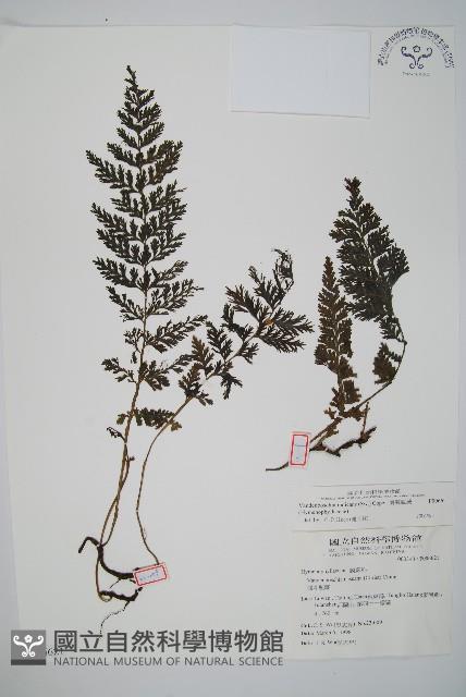 南海瓶蕨藏品圖，第1張