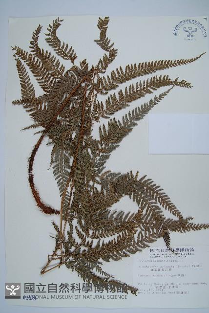 細葉複葉耳蕨藏品圖，第1張