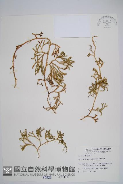 玉山石松藏品圖，第1張