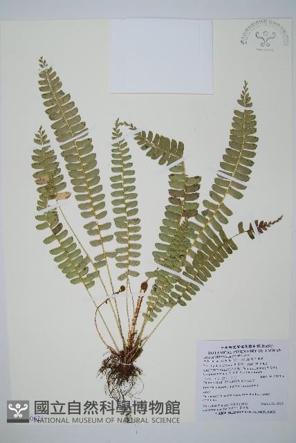 對生耳蕨藏品圖，第1張