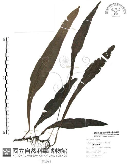 萊氏線蕨藏品圖，第1張