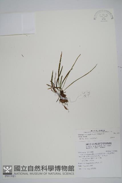 廣葉書帶蕨藏品圖，第1張