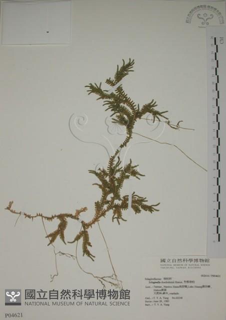 生根卷柏藏品圖，第1張