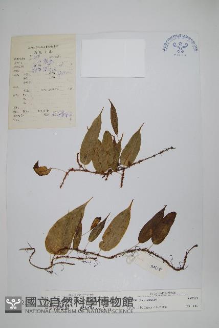 白莖假瘤蕨藏品圖，第1張