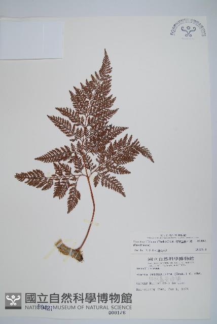 杯狀蓋陰石蕨藏品圖，第1張