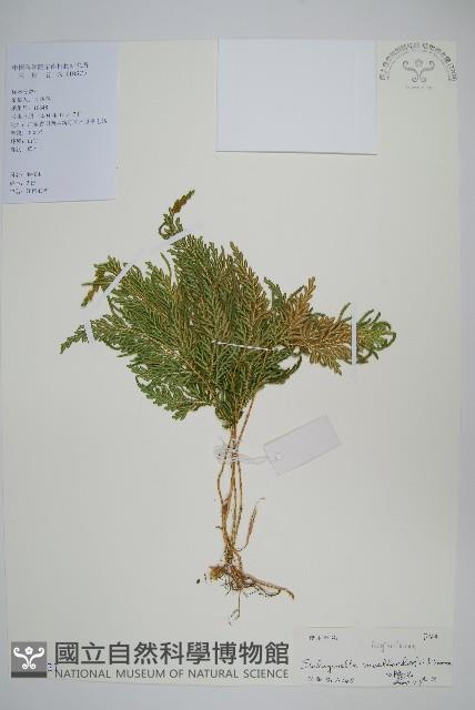 江南卷柏藏品圖，第1張