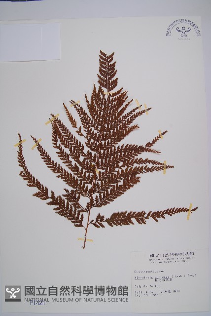 粗毛鱗蓋蕨藏品圖，第1張