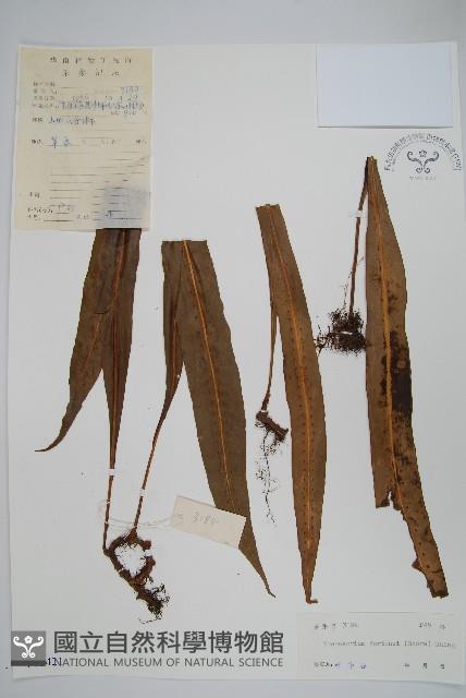 大星蕨藏品圖，第1張