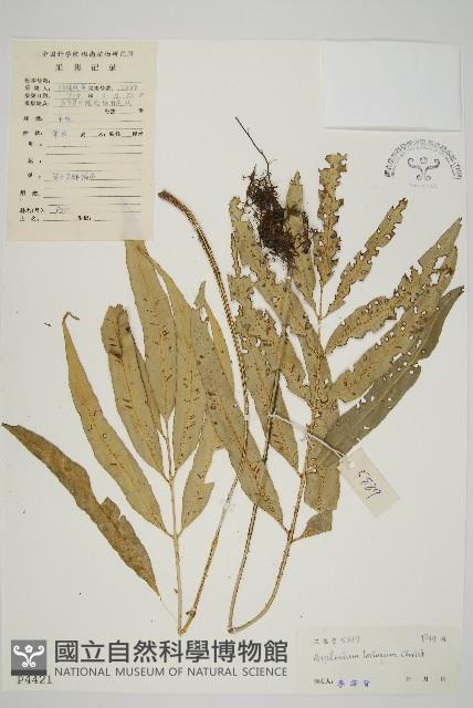 南海鐵角蕨藏品圖，第1張