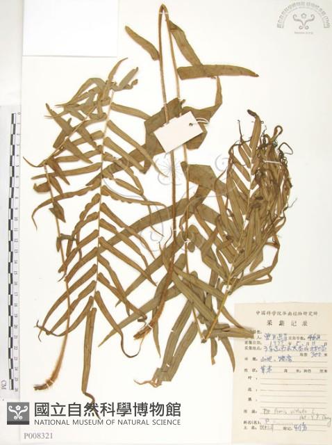 鱗蓋鳳尾蕨藏品圖，第1張