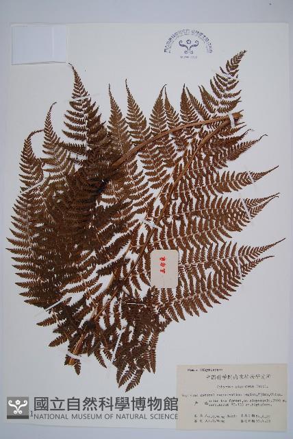 Accession Number:P003421 Collection Image, Figure 1, Total 5 Figures