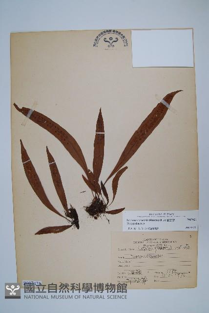 擬瓦葦藏品圖，第1張