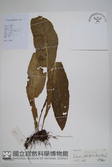 斷線蕨藏品圖，第1張