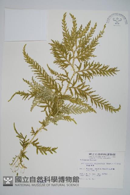 全緣卷柏藏品圖，第1張