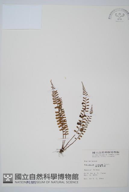 鈍齒鐵角蕨藏品圖，第1張