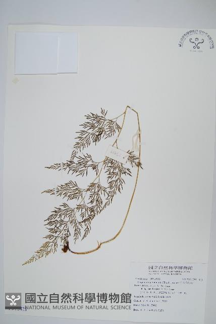 日本金粉蕨藏品圖，第1張