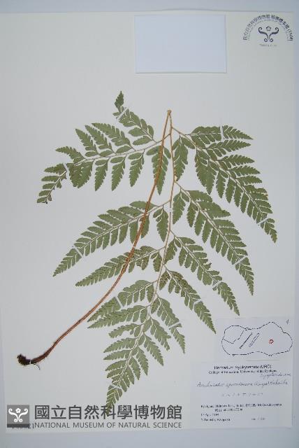 登錄號:P005821藏品圖，第1張