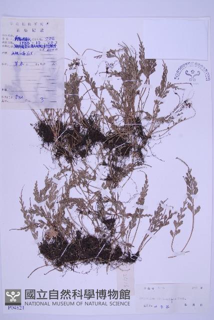 長生鐵角蕨藏品圖，第1張