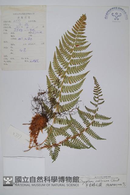 亞二型鱗毛蕨藏品圖，第1張