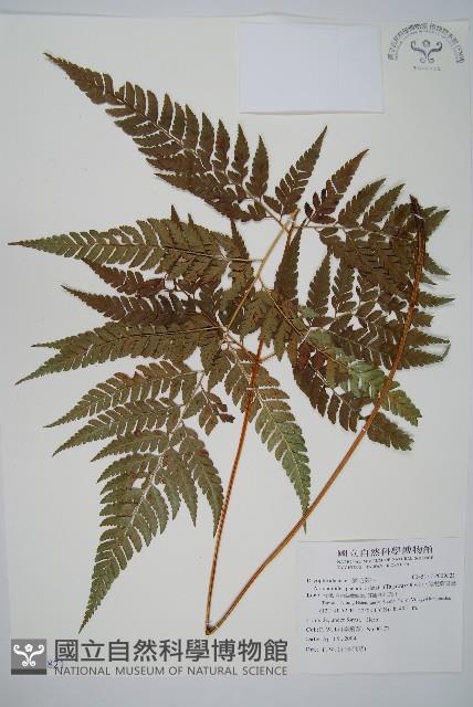 小葉複葉耳蕨藏品圖，第1張