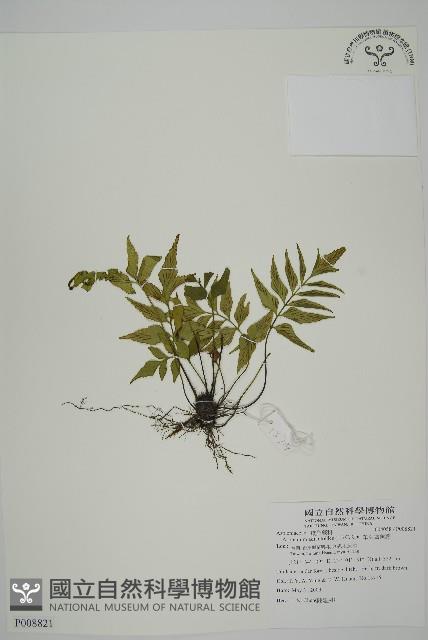 革葉鐵角蕨藏品圖，第1張