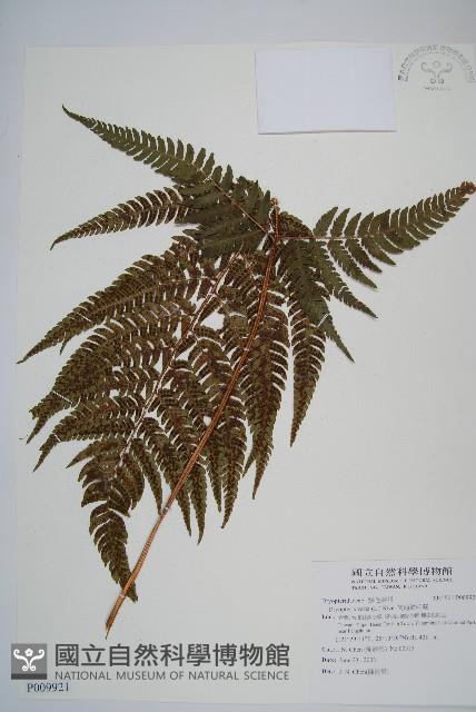 南海鱗毛蕨藏品圖，第1張