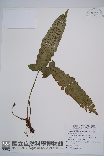 假腸蕨藏品圖，第1張