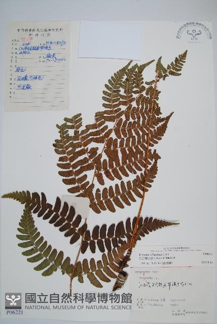 黑足鱗毛蕨藏品圖，第1張