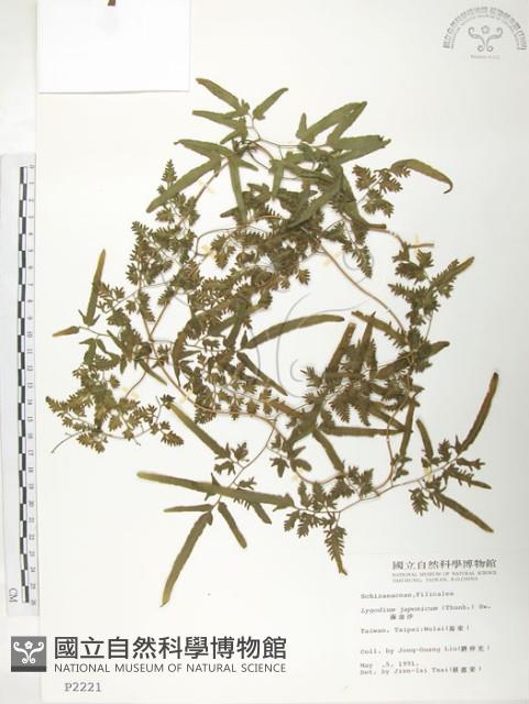 海金沙藏品圖，第1張