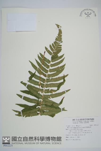 桫欏鱗毛蕨藏品圖，第1張