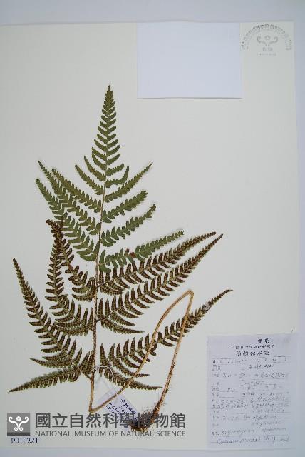 華中介蕨藏品圖，第1張