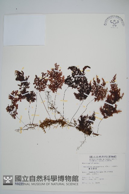 細葉蕗蕨藏品圖，第1張