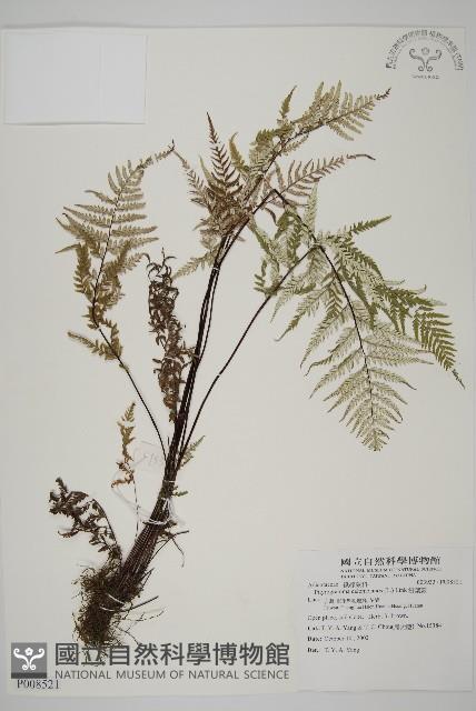 粉葉蕨藏品圖，第1張