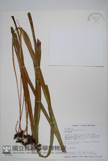 垂葉書帶蕨藏品圖，第1張