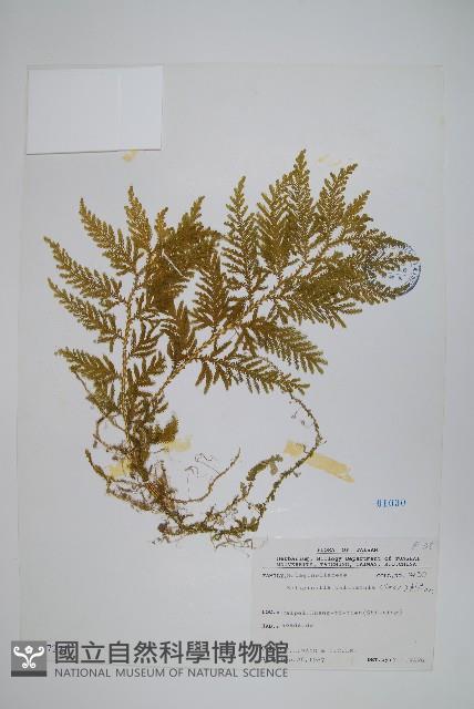 全緣卷柏藏品圖，第1張