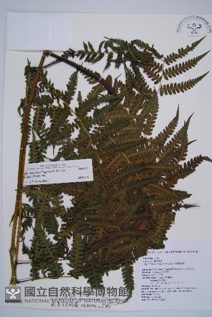 奄美短腸蕨藏品圖，第1張