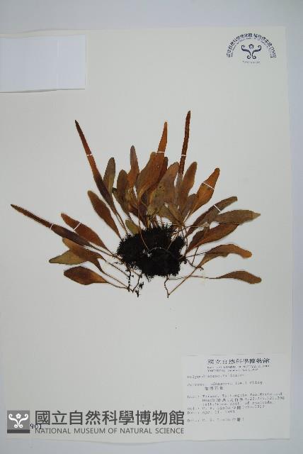 抱樹石葦藏品圖，第1張