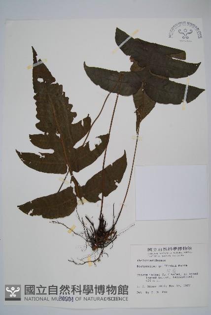 聖蕨藏品圖，第1張