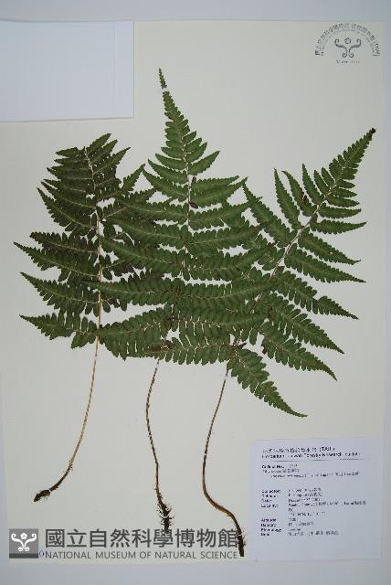 阿里山蹄蓋蕨藏品圖，第1張