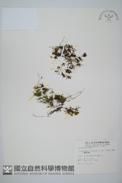 團扇蕨藏品圖，第1張