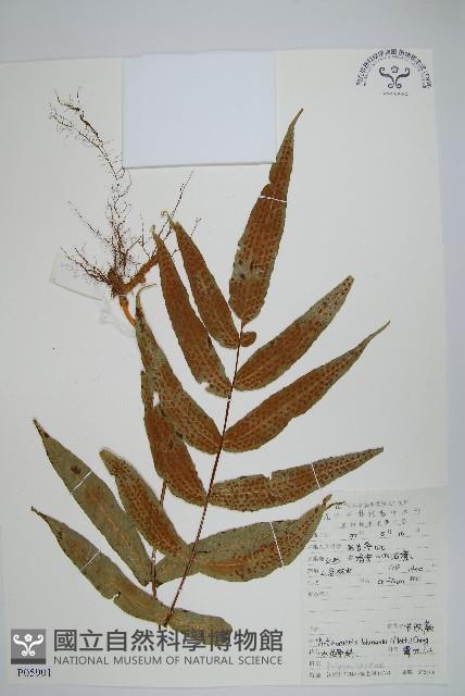 肢節蕨藏品圖，第1張