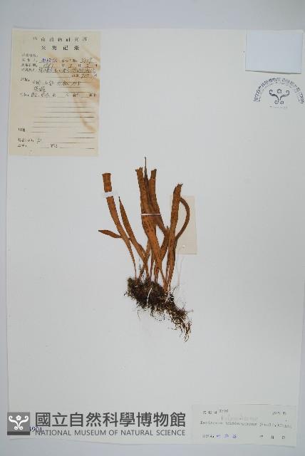 瓦葦藏品圖，第1張